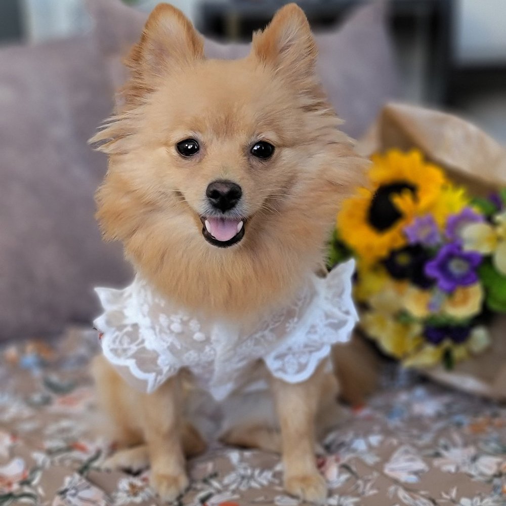 White Lace Floral Dress for Dog / Spring Summer Dog Dress